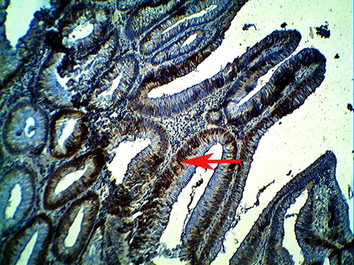 fig 5 f5